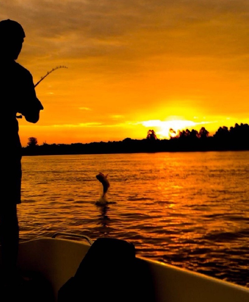 Un dorado salta sobre el río atrapado por un pescador que pesca al atardecer