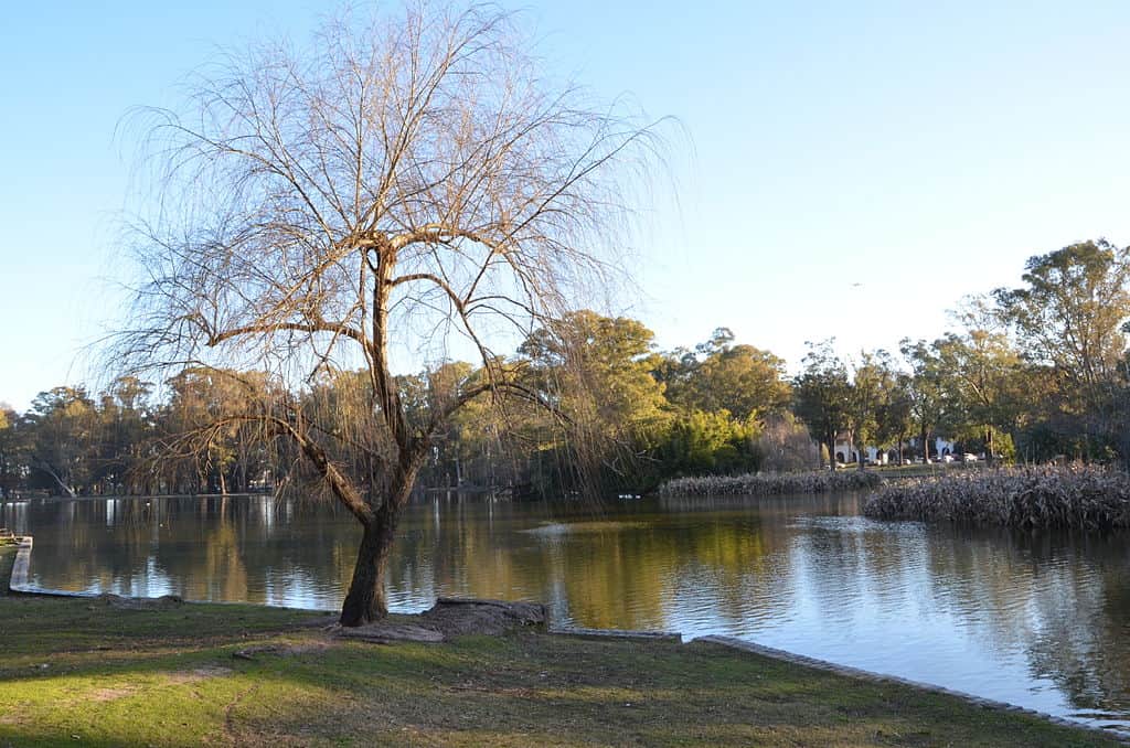 Imagen de un árbol sin folaje, al costado de un lago. Al fondo se observa un parque arbolado