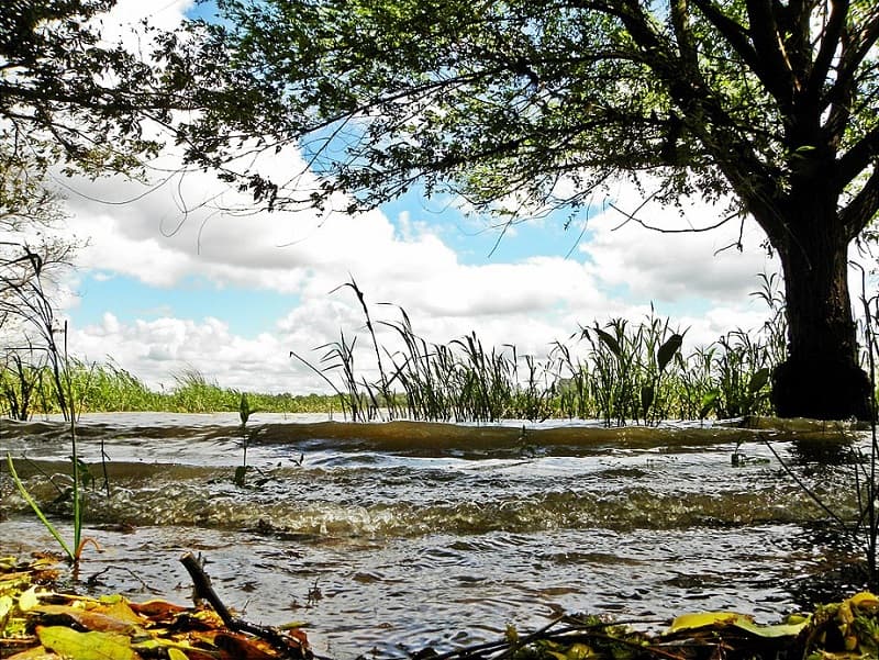 Imagen cercana de un árbol a orillas de un río, sobre el que hay vegetación acuática, en Esteros de Farrapos, uno de los parques nacionales de Uruguay
