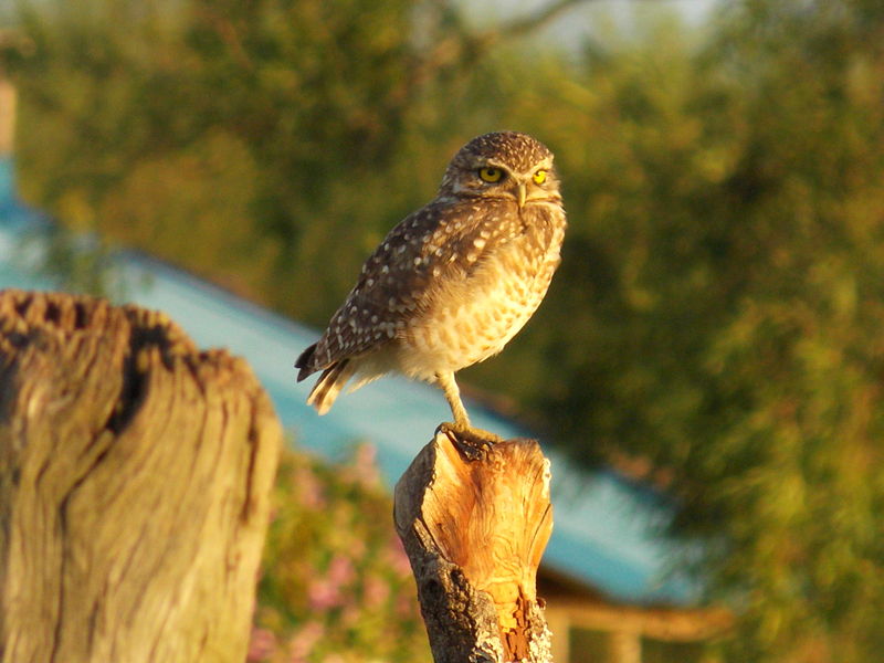 Un búho posado sobre un poste en Rincón de Franquía, uno de los parques nacionales de Uruguay