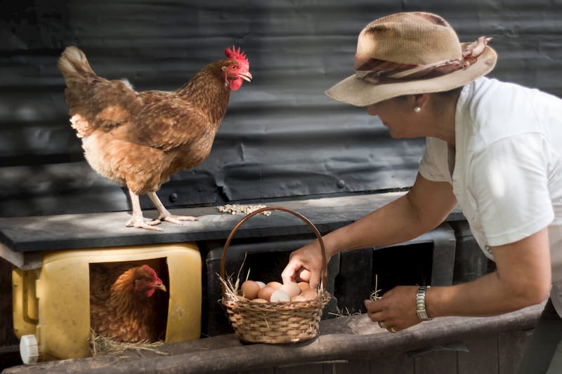 Una mujer recolecta huevos de una canasta; a su lado hay dos gallinas