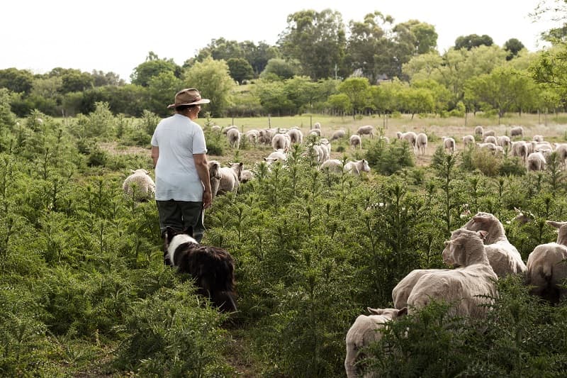 Una mujer camina por un campo observando una majada de ovejas
